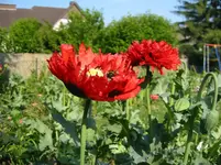 Schlafmohn6.webp