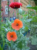 Mohn3.webp