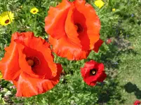 Klatschmohn4.webp