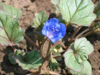 Detail Beetbegrenzung1.webp