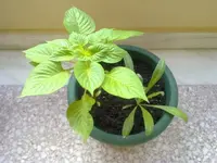 16062010679.webp