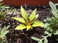 26052010620.webp
