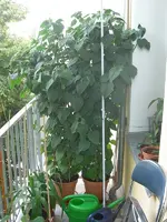 Physalis 2010.06.29.webp