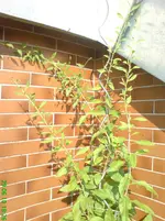 DSC00880.webp