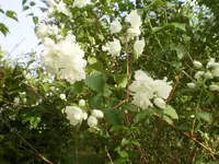 strauch_schneebb.webp