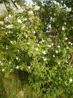 strauch_schneeba.webp