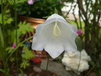 glockenblume2906b.webp