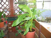 Hansens_Banane.webp