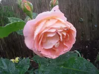 29-06-2010 008.webp