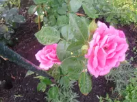 29-06-2010 010.webp