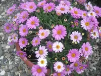 29-06-2010 025.webp
