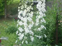 29-06-2010 029.webp