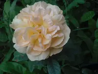 29-06-2010 030.webp