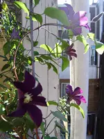 balkon_juni 094.webp