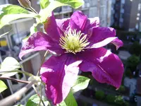 balkon_juni 029.webp