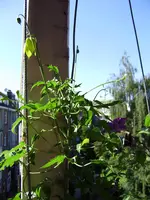 balkon_juni 032.webp