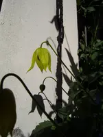 balkon_juni 038.webp
