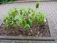 DSCF3624.webp
