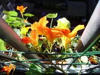 balkon_juni 016.webp