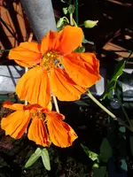 balkon_juni 063.webp
