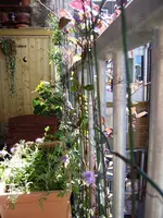 balkon_juni 018.webp