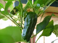 balkon_juni 061.webp