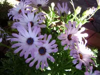 balkon_juni 058.webp