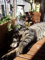 balkon_juni 054.webp