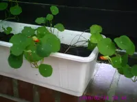 Knospen1.webp