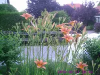 Lilien.webp