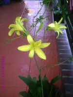 Zitronenlilie1.webp