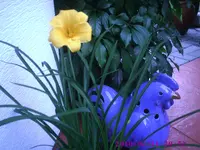 Stelle.webp