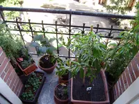 balkon_juni 067.webp