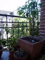 balkon_juni 068.webp
