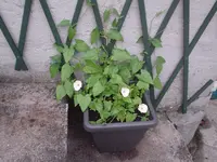 2010.06.29 001.webp