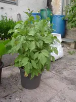 2010.06.29 006.webp