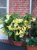 100_2431.webp