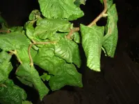 DSC05061.webp