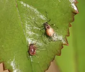 Rosenschädlinge 1.webp