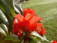 Juni 2010 508 v.webp
