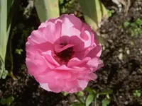 Juni 2010 435 v.webp