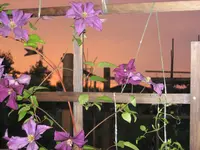 IMG_1704.webp