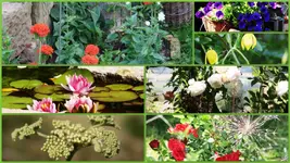 Garten Collage.webp