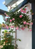 Jasmina in voller Blüte.webp
