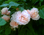 die Rose an der Terrasse.webp
