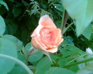 die Rosa an der Terrasse.webp