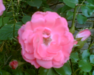 meine rosa Beetrose.webp