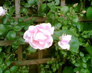 meine Kletterrose.webp