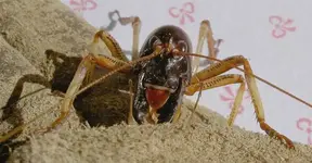 Weta 002 a v.webp