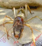 Weta 006 a v a.webp